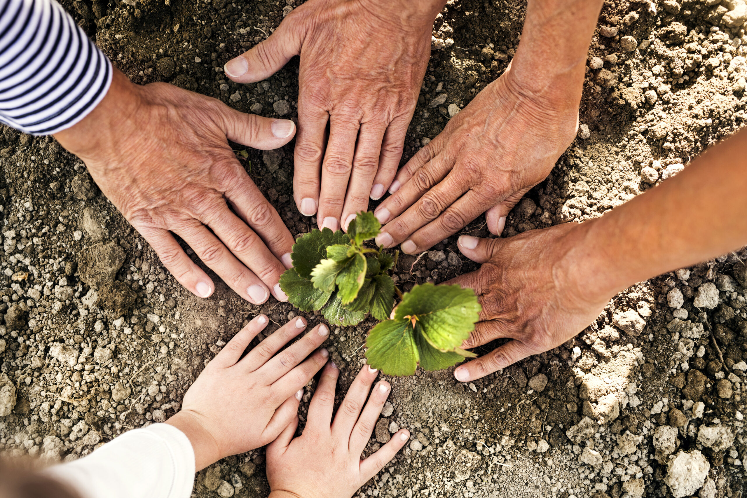 Senior couple with granddaughter gardening in the garden. Hands of unrecognizable senior couple with their grandaughter planting a seedling on the allotment. Man, woman and a small girl gardening.